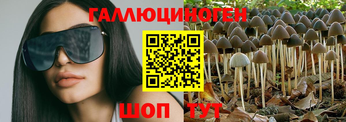 закладка  Вход с VPN  Шелехов  Псилоцибиновые грибы Psilocybine cubensis 
